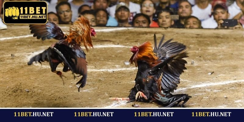 Bí quyết đặt cược đá gà cựa dao tại 11BET