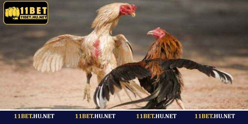 Bộ luật đá gà cựa sắt 11BET hấp dẫn người chơi