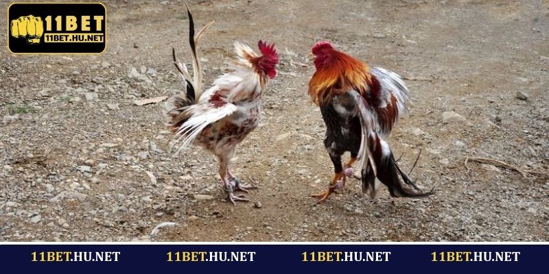 Chiến thuật cược gà cựa sắt hiệu quả cho tân binh