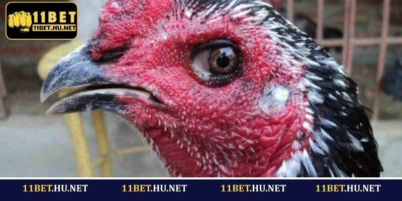 Đánh giá năng lực thi đấu của gà mắt rắn