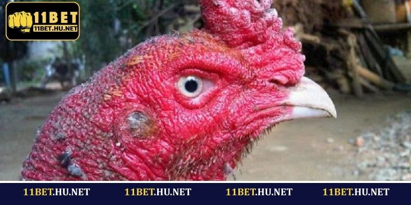 Giới thiệu khái quát về gà mắt rắn