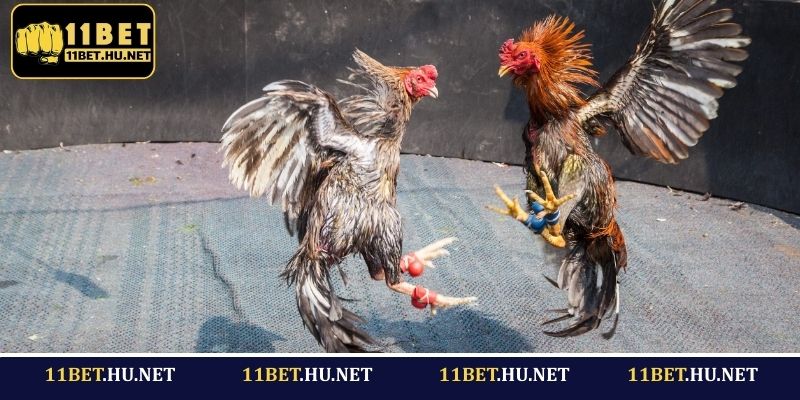 Giới thiệu về hình thức đá gà cựa sắt 11BET