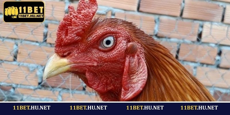 Hướng dẫn đặt tiền vào gà mắt rắn thắng lớn