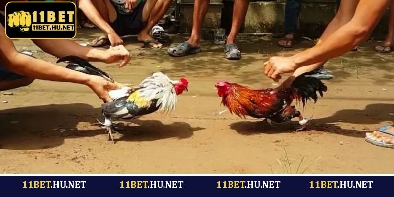 Hướng dẫn luật chơi đá gà cựa dao 11BET