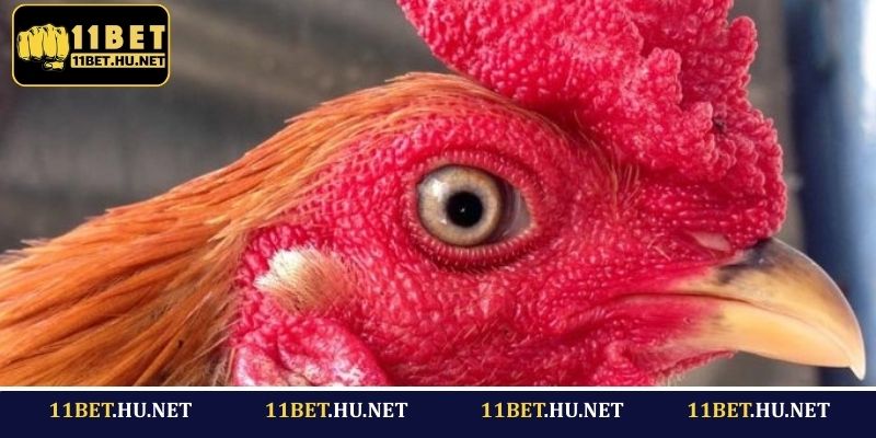 Lưu ý quan trọng khi chọn kiểu mắt gà đá hay