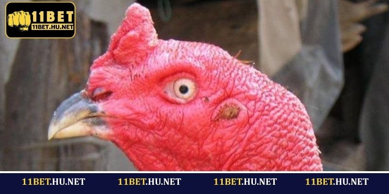 Mắt gà đá thể hiện được khả năng thi đấu của chiến kê