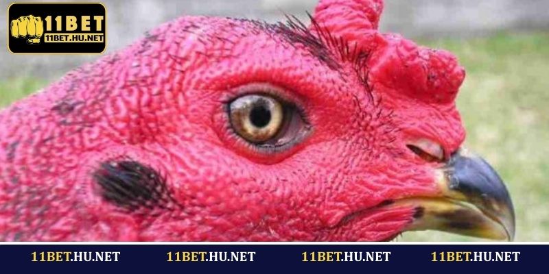 Những kiểu mắt gà đá hay bạn cần nắm rõ
