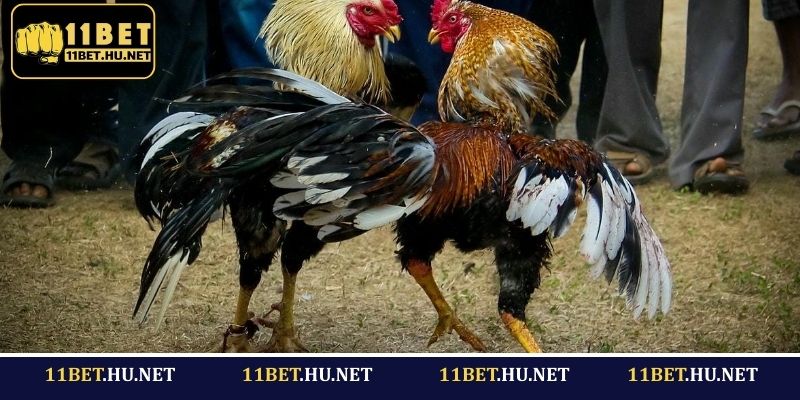 Sơ lược về đá gà cựa dao 11BET